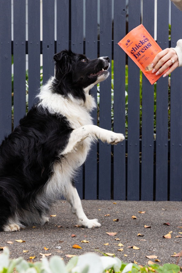 Dog happily receiving a small training treat from its owner during a positive reinforcement session. Healthy, bite-sized dog treats perfect for rewarding good behaviour.